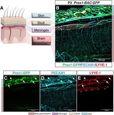 Lymphatic vasculature in the central nervous system